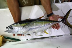 Yellowfin-tagged-with-an-archival-300x200.jpg
