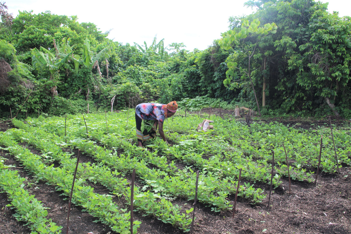 Mary Nipisina working her peanut garden in Tanna, Vanuatu
