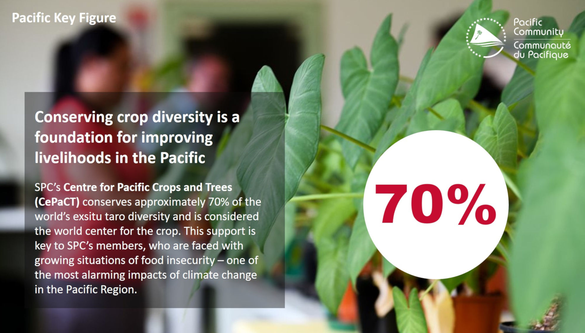 Conserving crop diversity is a foundation for improving livelihoods in the Pacific 