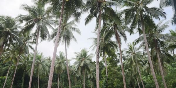Second Consultative Meeting on a proposed Regional Platform for Coconut Research and Development in the Pacific