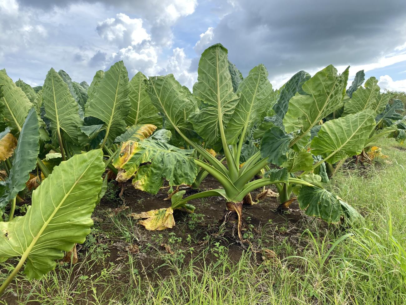 A giant taro patch in Tonga.  Credit goes to: Filippo Guzzon. 