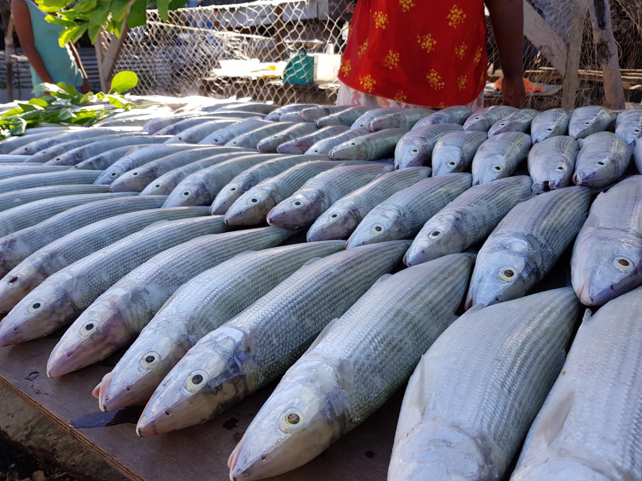 [Virtual] Training on Fisheries Management for Kiribati & Nauru
