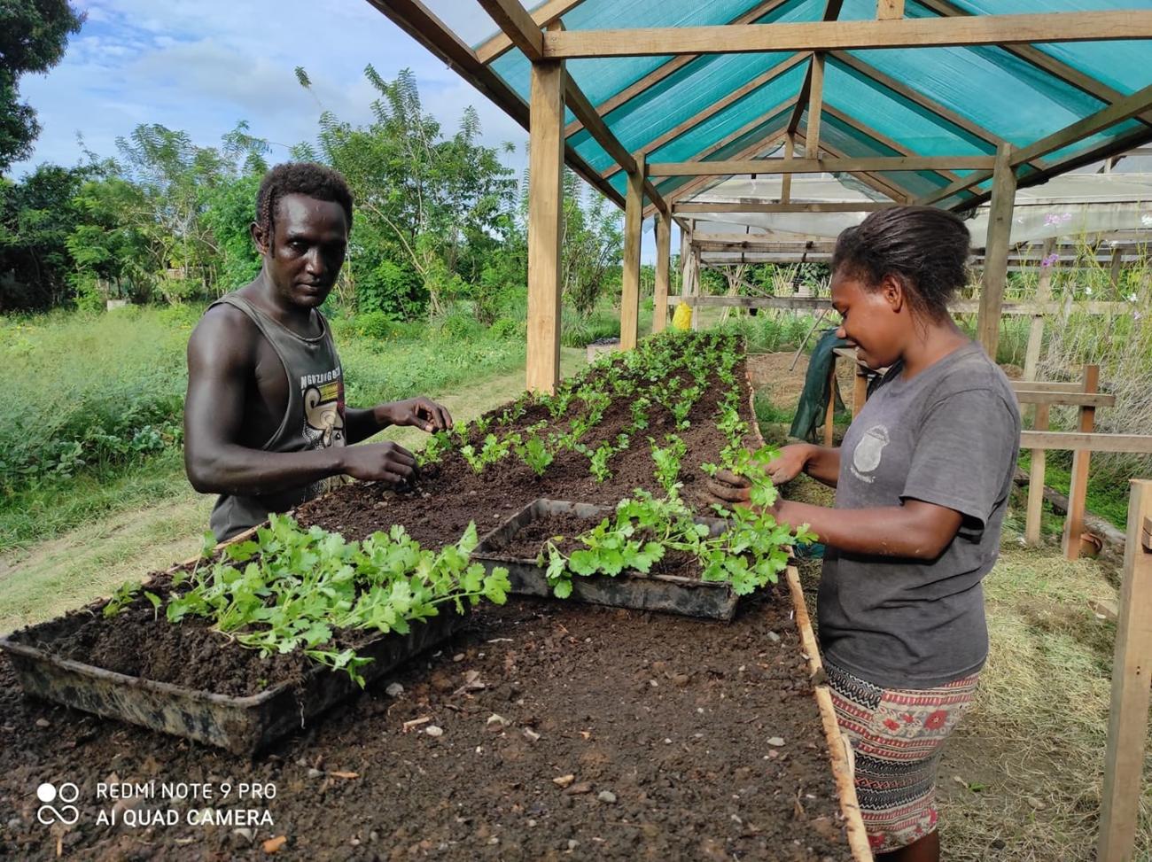 STRENGHTENING COMPETITIVENESS OF SUSTAINABLE AGRICULTURAL VALUE-CHAINS IN THE PACIFIC -Strengthen access to market through Organic Certification