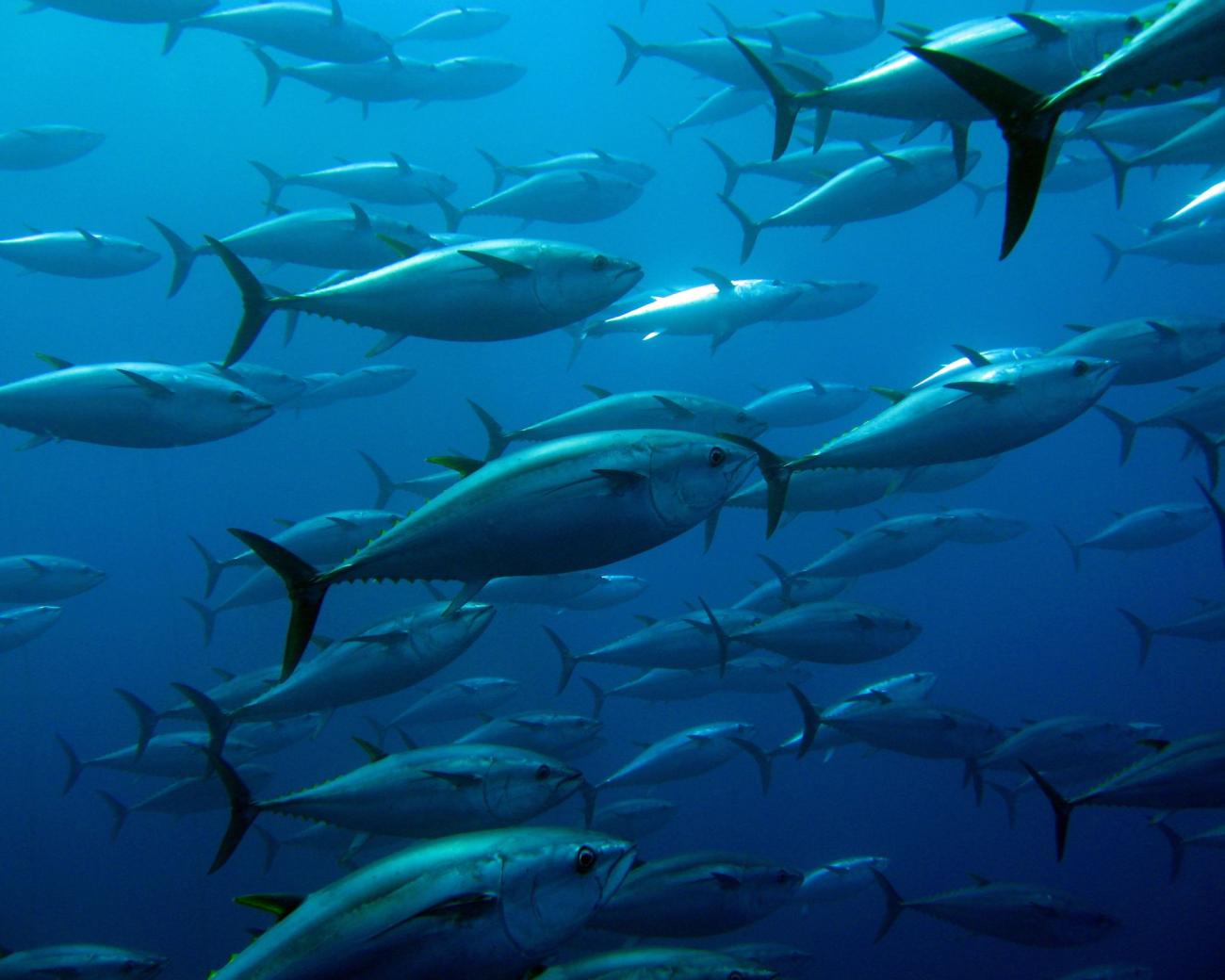 World Tuna Day 2024 The Pacific Community