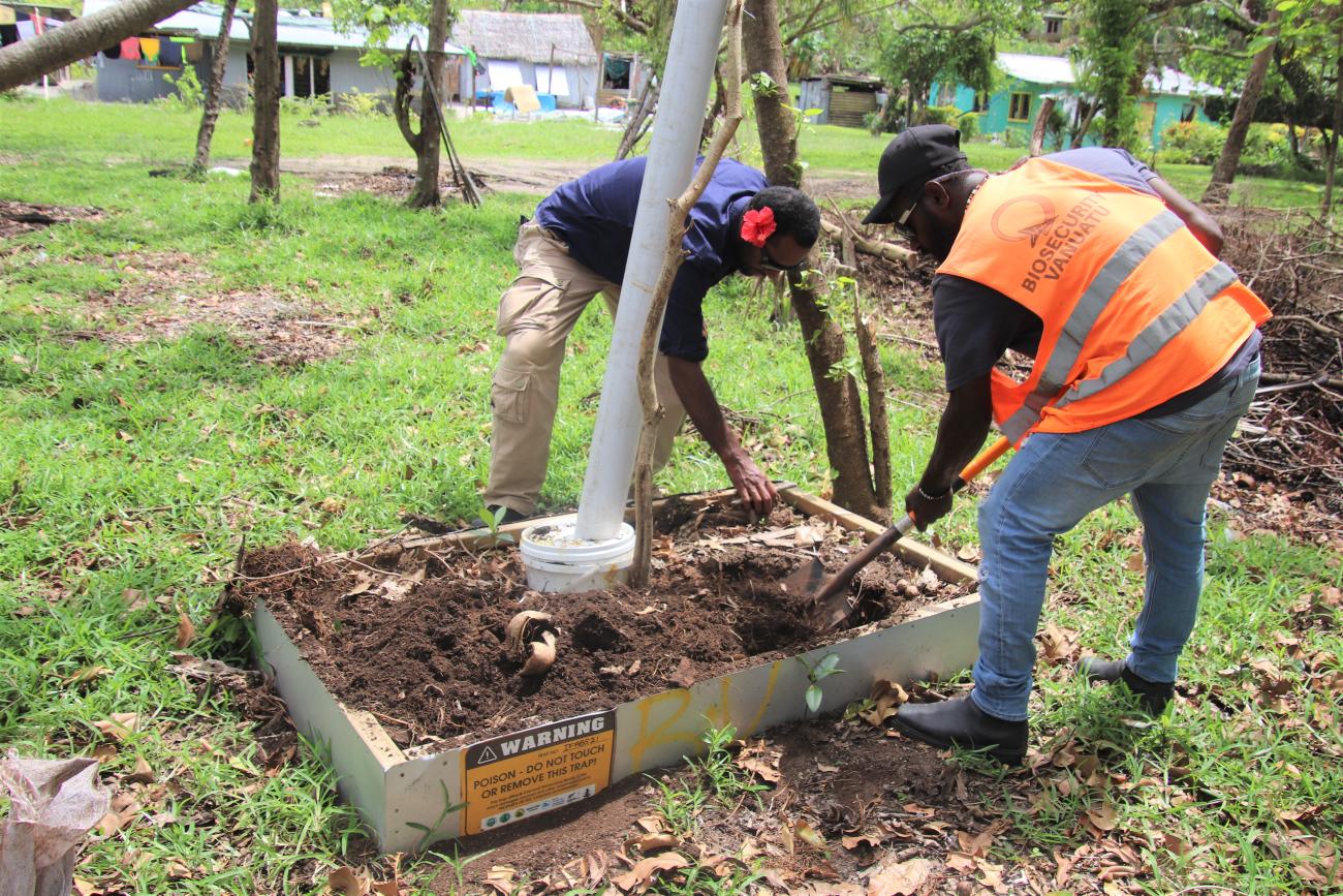 Set up of an artificial breeding site sprayed with the Metarhizium biocontrol agent to infect coconut rhinoceros beetles in Vanuatu