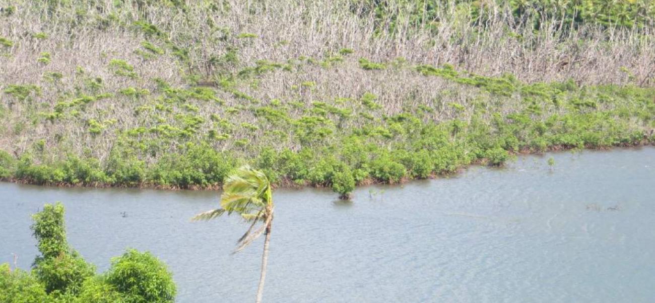 Mangroves degraded by cyclone Winston Ra Province Fiji (©RESCCUE SPC)