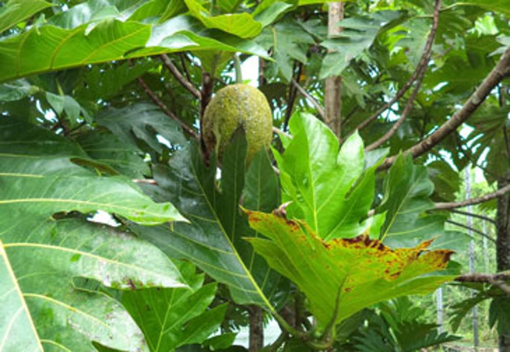Grande première en Océanie et à la CPS : récolte de fruit à pain sur des arbres issus de cultures tissulaires