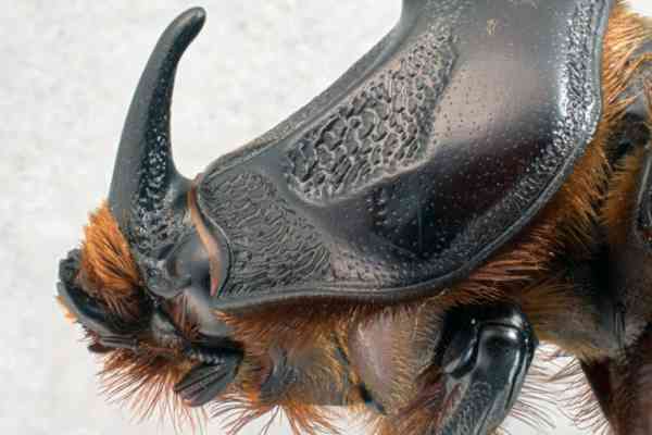 A Pacific battle to eradicate the rhinoceros beetle