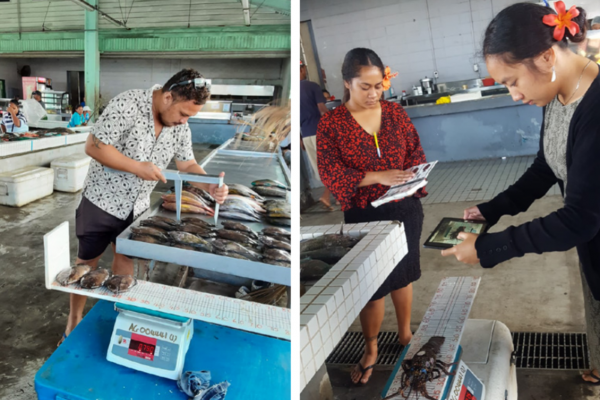 Samoa, SPC, and Wallis and Futuna fisheries technical officers measuring and weighing fish and invertebrates sold at markets.