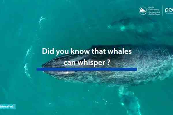 ocean science fact whales