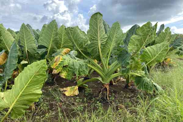 A giant taro patch in Tonga.  Credit goes to: Filippo Guzzon. 