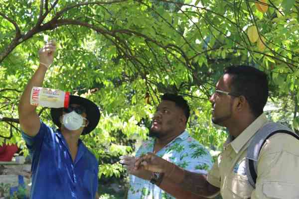 Photo: SPC's Riten Gosai guiding Samoa Ministry of Agriculture participants on fruit fly trap installation in a host tree. Credit: SPC